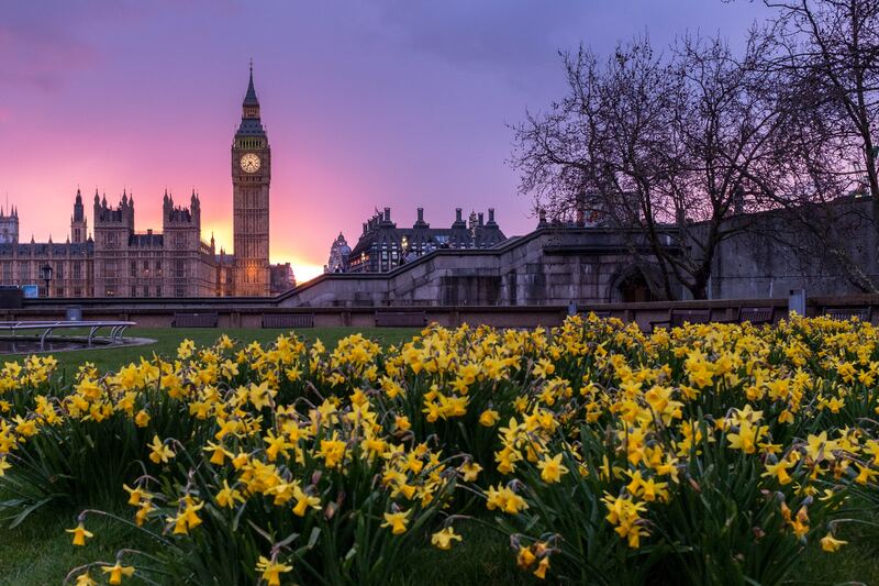 англия, клумба, цветы