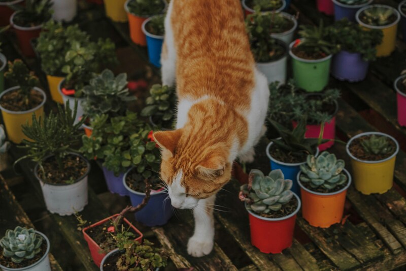 кот и цветы
