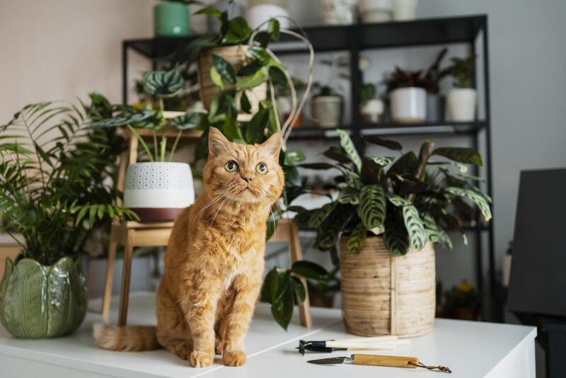 кот среди растений