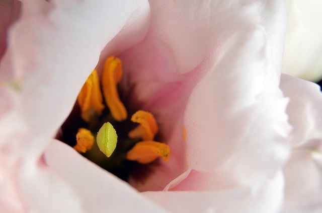 lisianthus.jpg