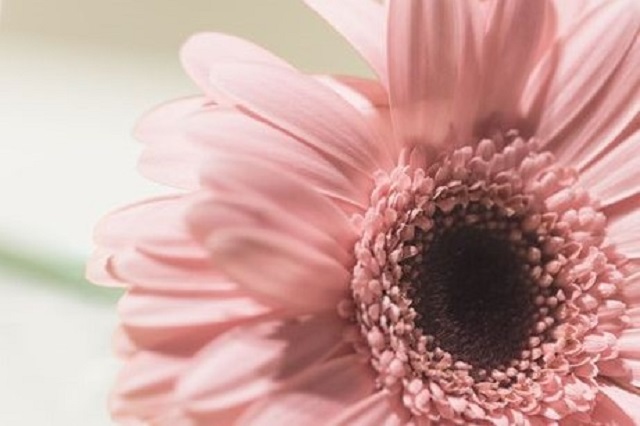 gerbera.jpg