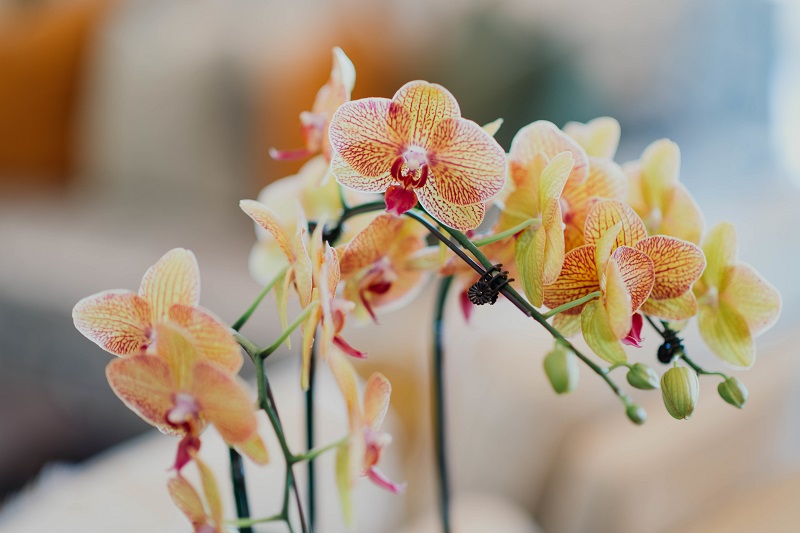 closeup-of-beautiful-orange-orchid.jpg