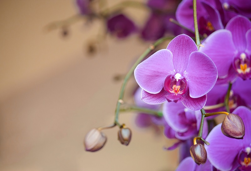 phalaenopsis-orchid-flower.jpg