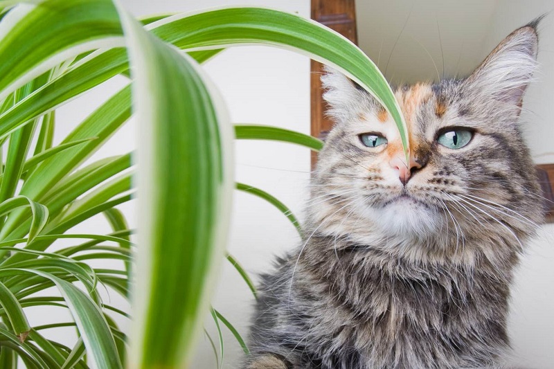 House-Plants-Toxic-Pets-i152963091.jpeg