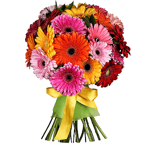 21 Gerberas with delivery Kerch