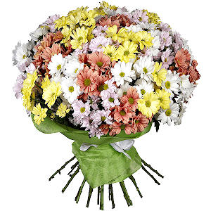 25 Daisy poms with delivery Kerch
