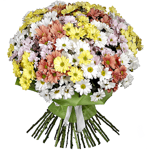 35 Daisy poms with delivery Kerch