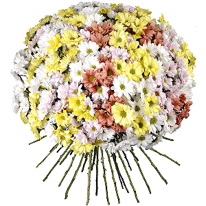 51 Daisy poms with delivery Kerch