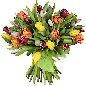 Tulip - 35, Wrapping Paper