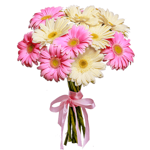 11 soft Gerberas with delivery Kerch