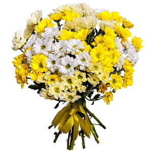 Bacardi Yellow Spray Chrysanthemum - 15, Bacardi White Spray Chrysanthemum - 6, Ribbon