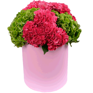 Hydrangeas in a hatbox with delivery Kerch