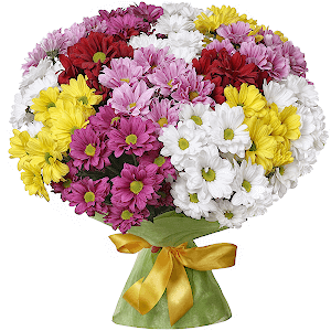 Daisy poms - 15, Wrapping Paper
