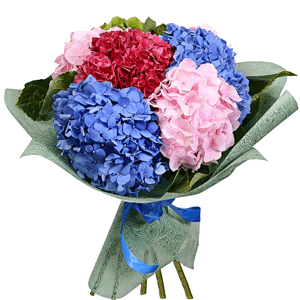 Bouquet of colorful hydrangeas with delivery Kerch