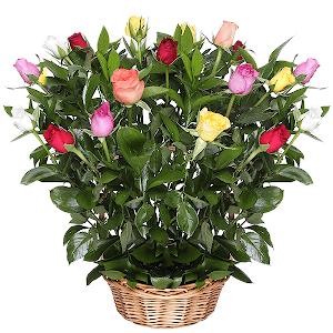 Tropical Dream with delivery Kerch