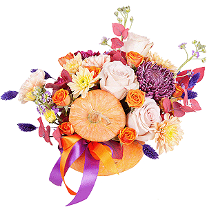 Pumpkin Absolute with delivery Kerch