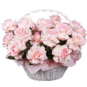 Pink Paradise with delivery Kerch