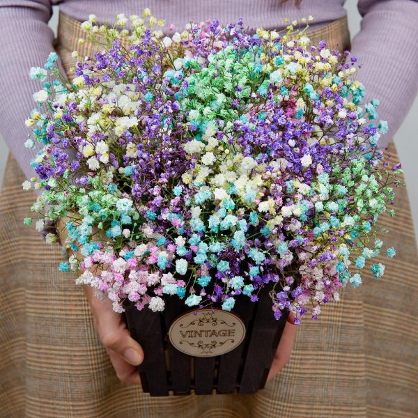 Colored gypsophila - 9, Oasis, Film, Wooden pot