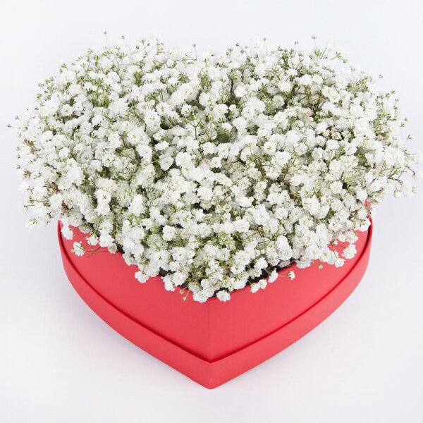 Gypsophila - 7, Composition Box, Oasis