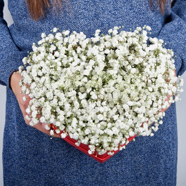 Gypsophila - 7, Composition Box, Oasis