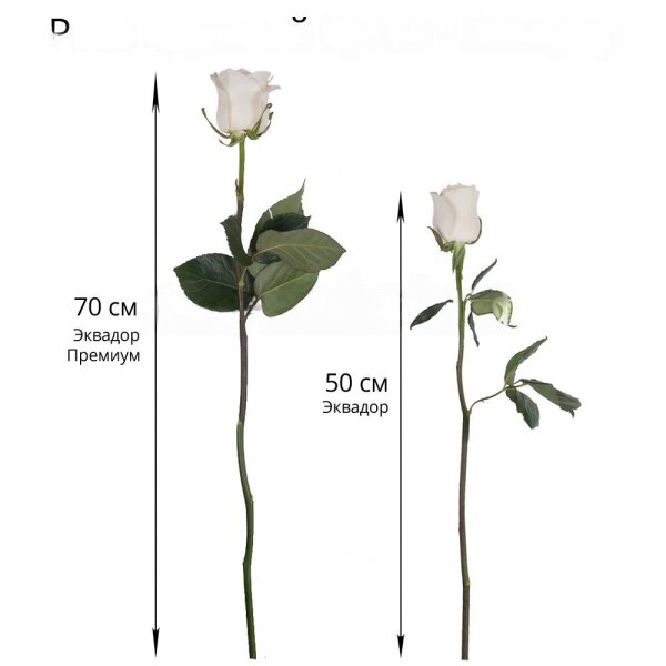 White rose 50 cm Ecuador - 75, Ribbon