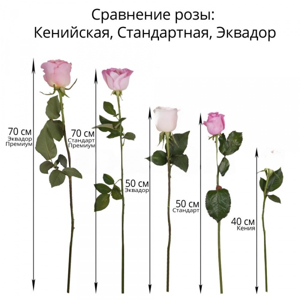 White rose 50 cm Ecuador - 75, Ribbon