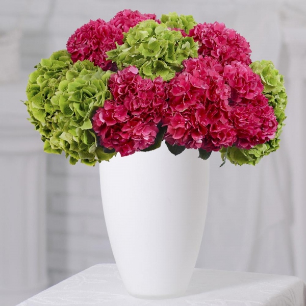Hydrangea - 20, Ribbon