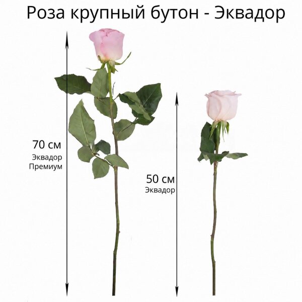 Роза Эквадор белая и розовая 50 см - 9, Современная упаковка