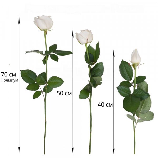 White rose 50 см. - 9, Wrapping Paper