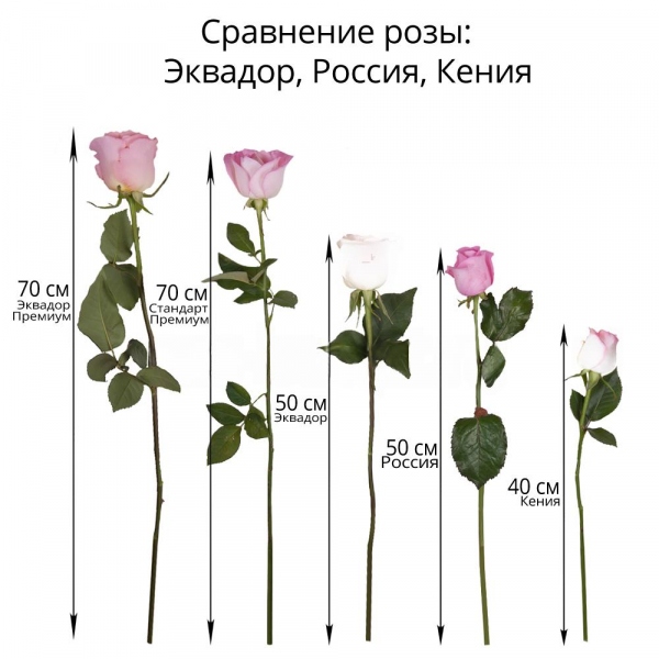 White rose 50 см. - 9, Wrapping Paper