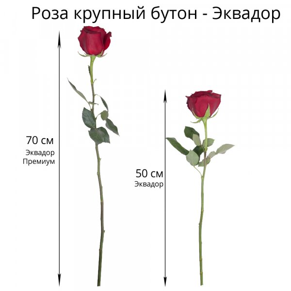 Роза Эквадор красная 50 см - 11, Современная упаковка