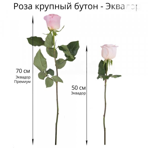 Mix of pink and yellow roses Ecuador 50 cm - 11, Wrapping Paper