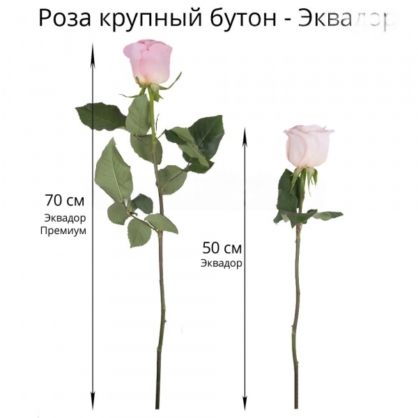 Роза Эквадор розовая и желтая 50 см - 7, Современная упаковка