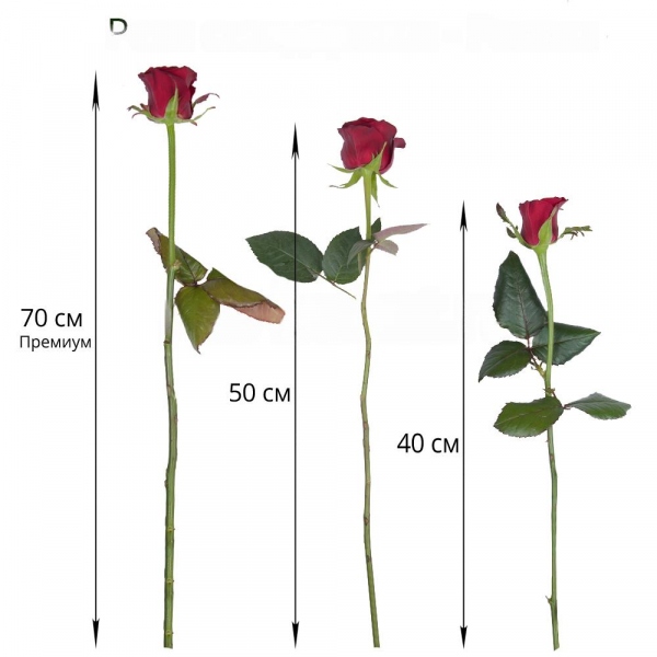 Red rose 50 cm - 11, Wrapping Paper